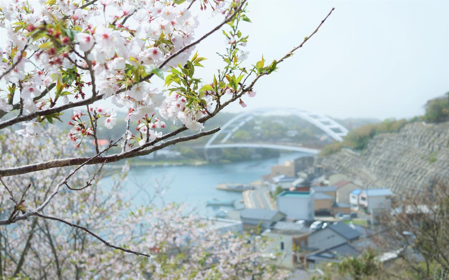 壱岐の桜